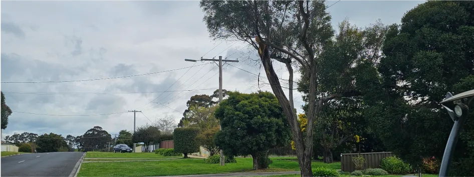 After - Tree Removal Kilmore