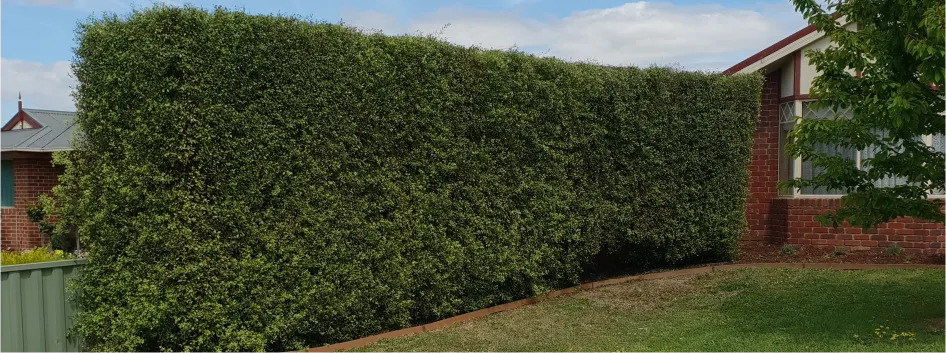 Trim Hedges - After