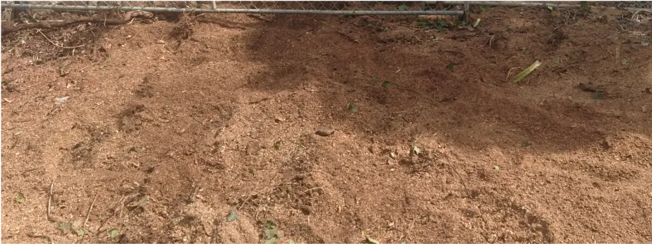 After - Stump Grinding