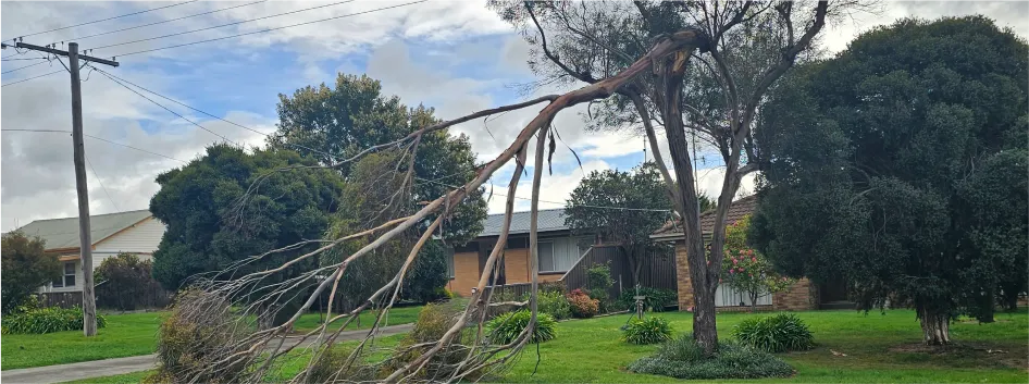 Before - Tree Removal Kilmore