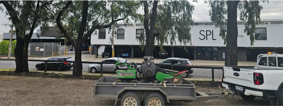 Tree Lopping - Before