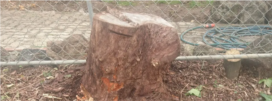 Before - Stump Grinding