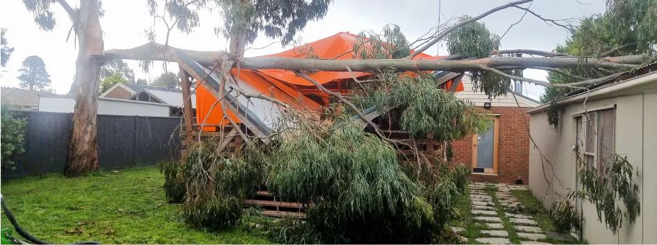 24/7 Emergency Tree Services - Before