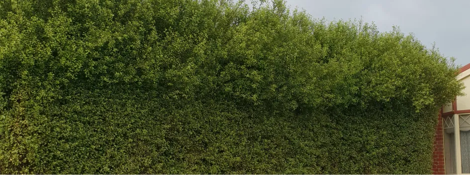 Trim Hedges - Before