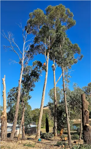 Tree Removal Seymour