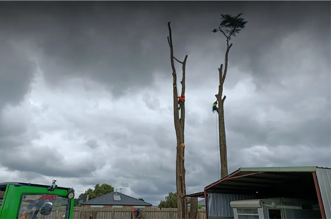 Tree Removal Gisborne slide-three