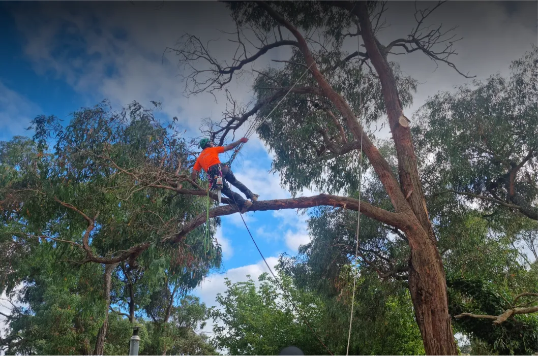 Tree Removal Macedon slide-two